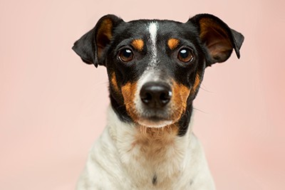 Prova d'anticossos de Brucella canina: salvaguarda de la salut reproductiva i...