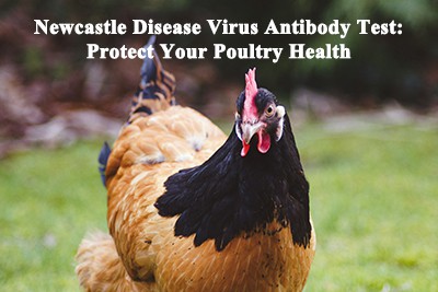 Prova d'anticossos del virus de la malaltia de Newcastle: protegiu la salut d...