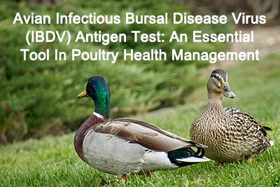 Prova d'antígens del virus de la bursa infecciosa aviar (IBDV): una eina esse...